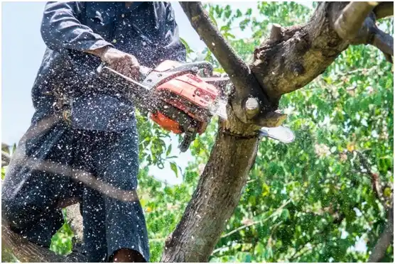 tree services West Pasco
